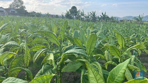 Gudang Garam Cs Setop Beli Tembakau Petani Temanggung, Ada Apa?